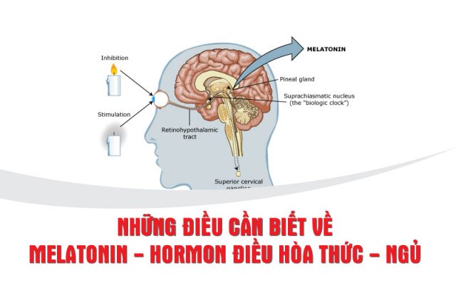 nhung-dieu-can-biet-ve-melatonin-hormon-dieu-hoa-thuc-ngu